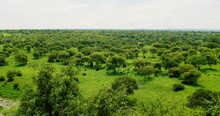 Wide Savanna Land With Dense Trees And Grass Reaching The Horizon.