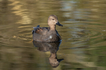 Wall Mural - Frontal portrait of an adult male gadwall (Anas strepera) resting on the water