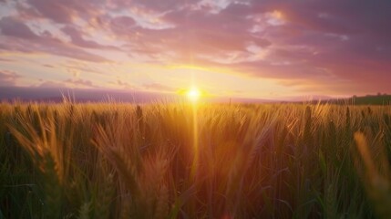 Poster - Beautiful sunset over a field of wheat, perfect for agricultural or nature concepts