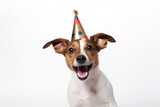 Fototapeta Koty - A dog wearing a party hat with its mouth open. Perfect for celebrating special occasions