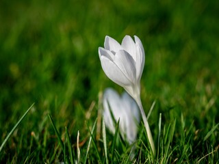 Sticker - White Crocus Flower in Spring 