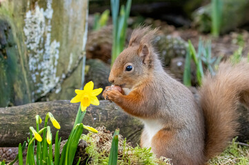 Wall Mural - squirrel in the park eating a nut in spring with daffodils