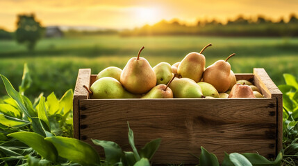 Wall Mural - Green pears lie in wooden boxes. The collected pears lie in boxes in the garden.