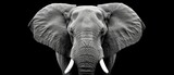 Fototapeta  - a black and white photo of an elephant with tusks and tusks on it's ears.