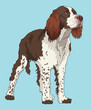 English Springer Spaniel Dog Standing Front View
