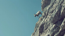 Goat Skillfully Climbing A Steep Rocky Cliff - A Goat Showcasing Agility As It Climbs A Sheer Cliff Under A Clear Blue Sky