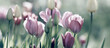 tulpen gefärbt  trauer sepia panorama friedwald ruhe lila violett