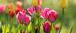 tulpen in blüte, blumen farben natur garten frühling freizeit bunt rot