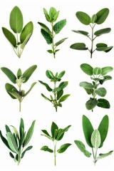 Aufkleber - Various types of leaves displayed on a clean white backdrop. Ideal for botanical, environmental, or educational projects
