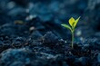 Sprouting seedling in fertile soil A symbol of growth and new beginnings