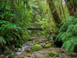 Brücke über einem Bach, Oparara Basin, Kahurangi Nationalpark, West Coast, Südinsel, Neuseeland, Ozeanien
