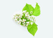 Branch with white flowers and green leaves isolated on white background. Catalpa bignonioides, also known as southern catalpa, cigartree, and Indian-bean-tree.