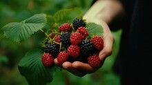 Close-up of hands holding ripe raspberries. Great for food and healthy eating concepts