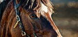 Fototapeta  - a close up of a brown horse with a bridle and a bit of hair on it's face.