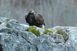 Young female Golden Eagle in a mountain area of a Euro-Siberian oak and beech forest at first light of day