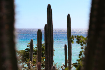 Wall Mural - Ocean view with cacti and a blue sky in Mangel Halto, Aruba.