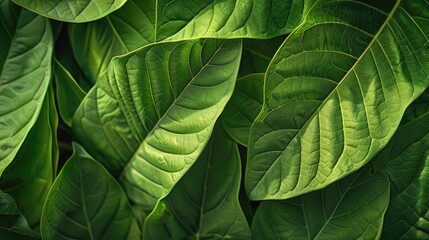 Wall Mural - Close up of a bunch of green leaves, suitable for nature backgrounds