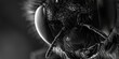 Detailed black and white image of a fly. Ideal for scientific projects or educational materials