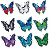 Fototapeta Motyle - The butterflies
