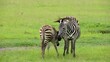 Zebra mit Jungtier in Kenia, Afrika