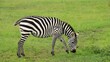 Zebra in Kenia, Afrika
