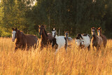 Fototapeta Konie - Herd of horses running at sunset in summer