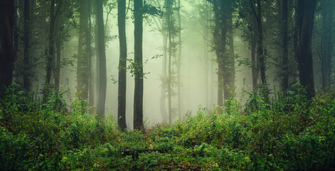 Wall Mural - green woods panorama, natural wilderness landscape