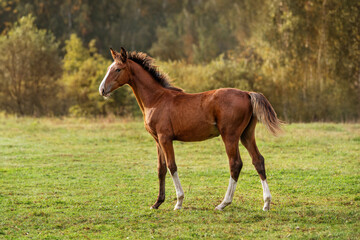 Wall Mural - Bay foal standing in the field on autumn morning