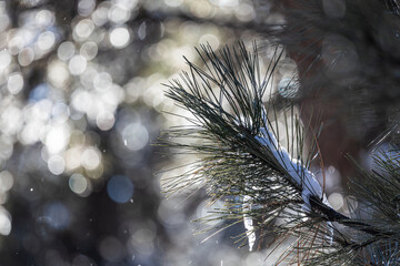 Wall Mural - A close up of the needles of a pine tree with snow resting on the branch