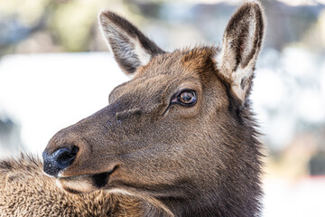 Wall Mural - Close up of the head of an elk in a winter landscape