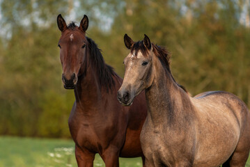 Wall Mural - Two young horses standing together