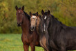Three young horses standing together