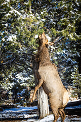 Wall Mural - An elk standing on its hind legs while feeding on a pine tree.