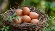 eggs in the nest