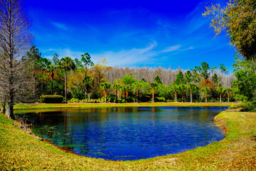 Poster - A Florida community pond in spring