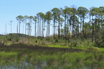 Wall Mural - Beautiful view on rmarshes and forest in North Florida nature