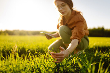 A woman farmer with a modern tablet evaluates the shoots with her hand, green sprouts of wheat in the field. Agriculture, gardening or ecology concept.