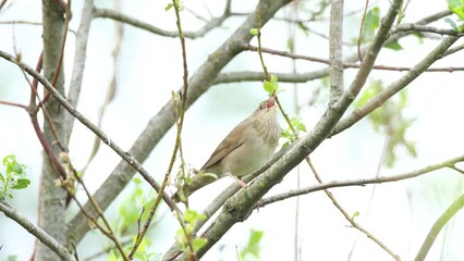 Wall Mural - River warbler perched and singing on a late spring morning on an Estonian meadow in Northern Europe	