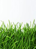 Fototapeta Tulipany - green grass background