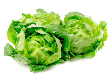 Buttercrunch Butterhead lettuce isolated on white background. Fresh green salad leaves from garden