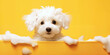 Happy wet dog taking a bath. Cute puppy in a bathtub with soap foam and bubbles. Pets cleaning or washing concept