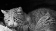 © silvia - Gatto che dorme