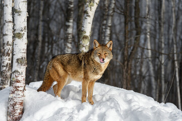 Wall Mural - Coyote (Canis latrans) Licks Nose While Looking Out From Edge of Birch Forest Winter