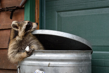 Wall Mural - raccoon (procyon lotor) holding marshmallow in garbage can looks back