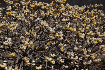 Poster - Oriental paperbush flowers. Thymelaeaceae deciduous shrub. It blooms yellow flowers in spring, and its bark is used as a raw material for Japanese paper and banknotes.