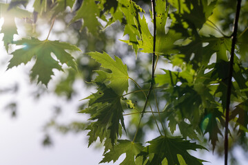 green maple leaves in late summer