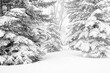 Snow covered spruce trees after storm; Grand Teton NP; Wyoming