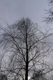 Fototapeta Kwiaty - cloudy weather in windy weather in the winter park with birch tree