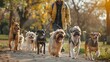 Man pet sitter walking a pack of cute different breed and rescue dogs on leash in the park, Happy pets and dog lovers