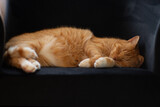 Fototapeta Tulipany - Śpiący na fotelu kot